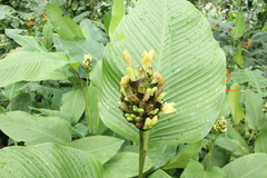 Goeppertia marantifolia