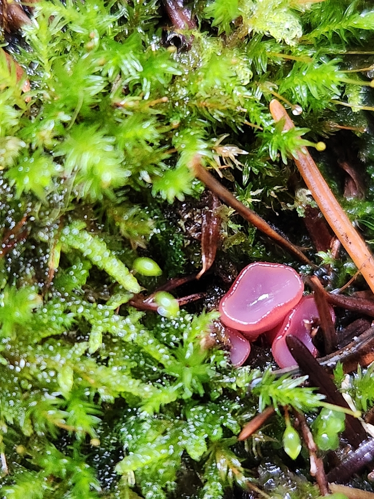Ascocoryne sp. 'WA01'