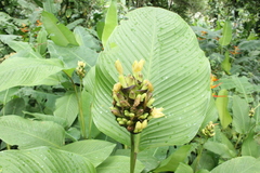 Goeppertia marantifolia