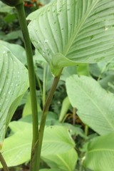 Goeppertia marantifolia