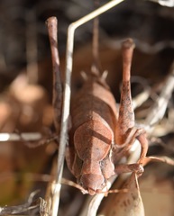 Neduba