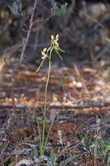 Diuris tricolor