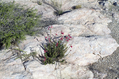 Penstemon baccharifolius