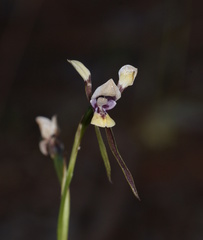 Diuris tricolor