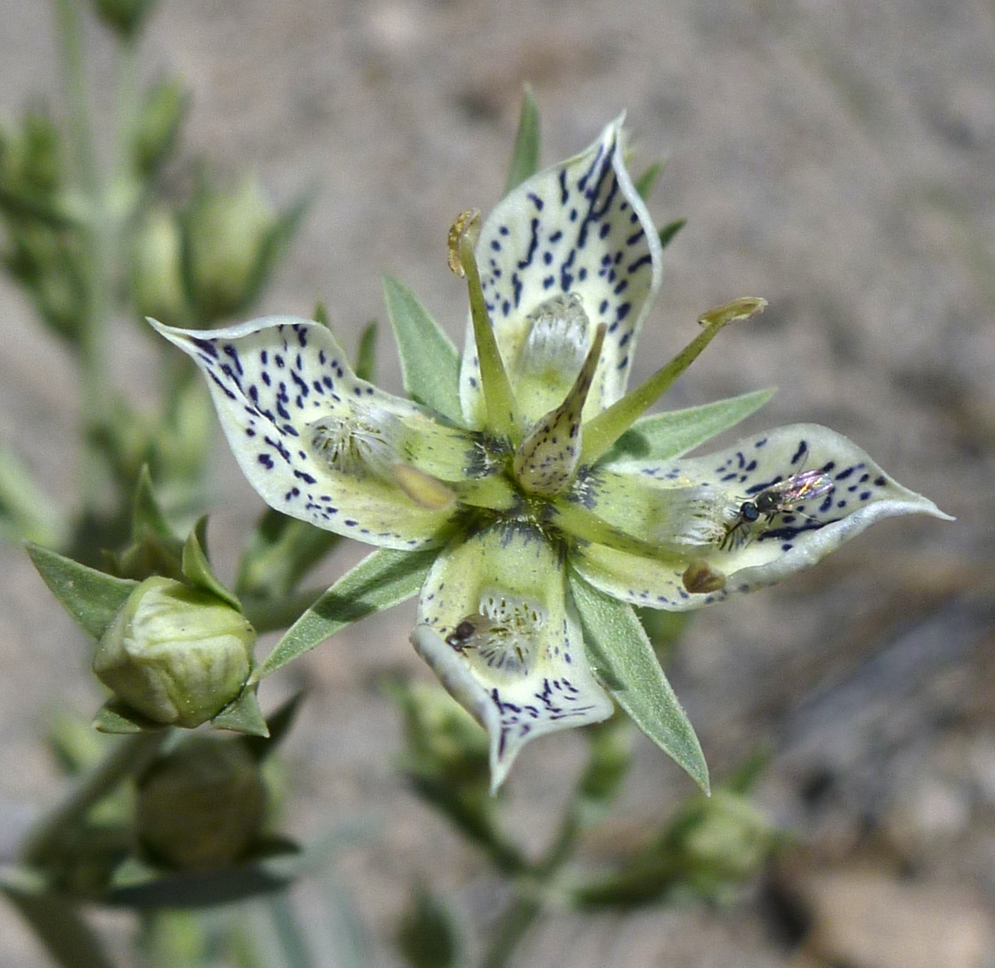 Frasera puberulenta