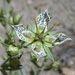 Frasera puberulenta - Photo (c) randomtruth，保留部份權利CC BY-NC-SA