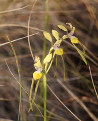 Diuris tricolor