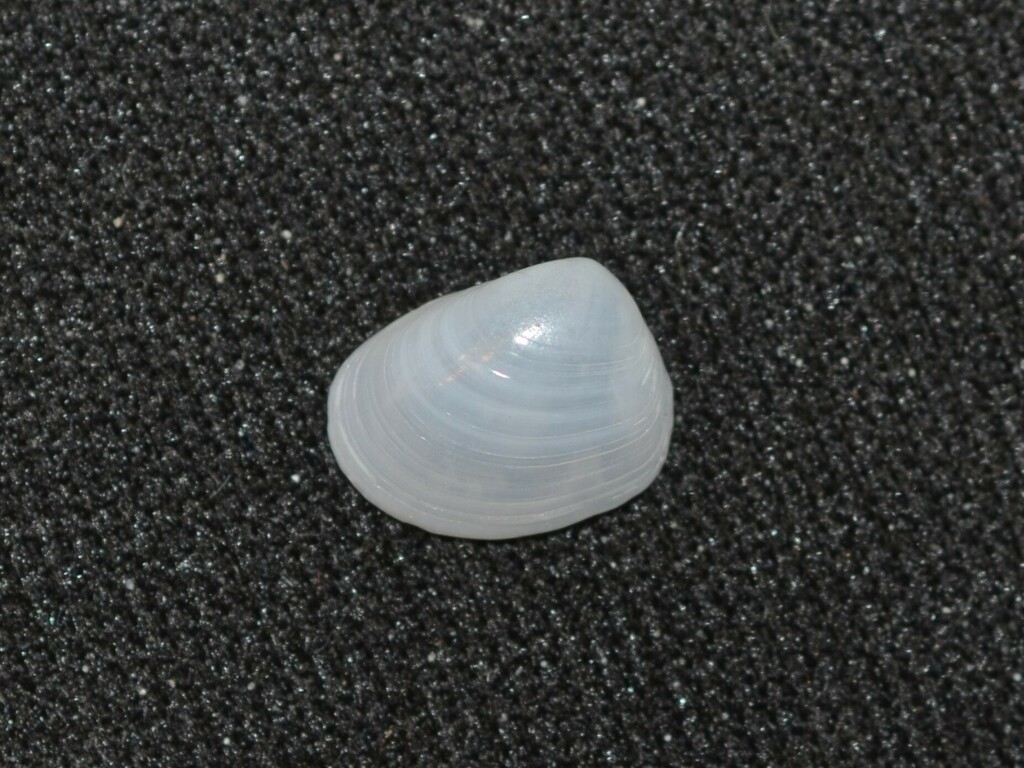 Little Nut Semele