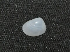 Little Nut Semele