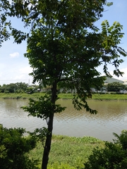 Diospyros kotoensis