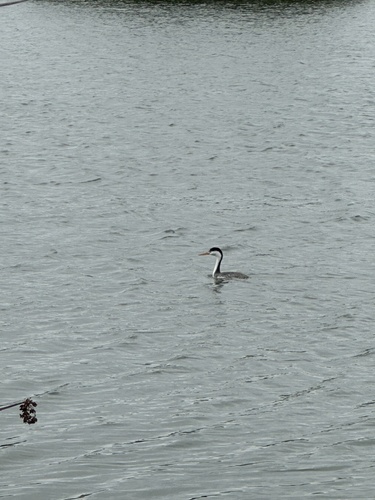 iNaturalist observation photo of Clark's Grebe