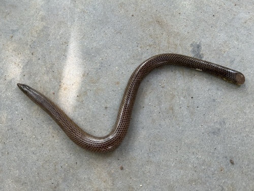 Large Shieldtail Snake