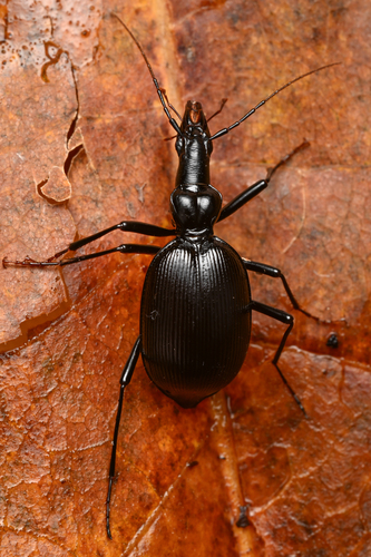 Humboldt ground beetle