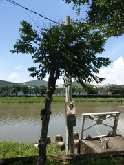 Diospyros kotoensis