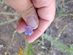 Penstemon pachyphyllus congestus