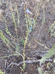 Penstemon pachyphyllus congestus