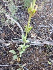 Penstemon pachyphyllus congestus