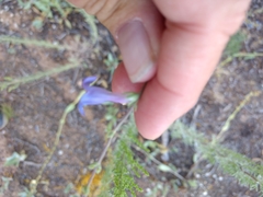 Penstemon pachyphyllus congestus