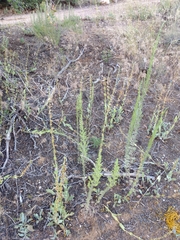 Penstemon pachyphyllus congestus
