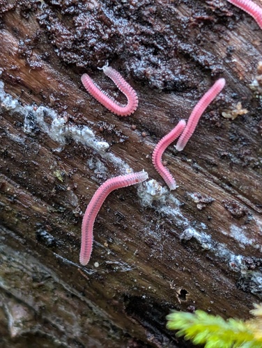 Pink Feather Boa Millipede photo 4