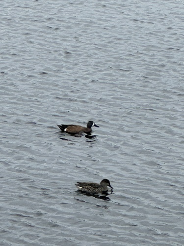 iNaturalist observation photo of Blue-winged Teal