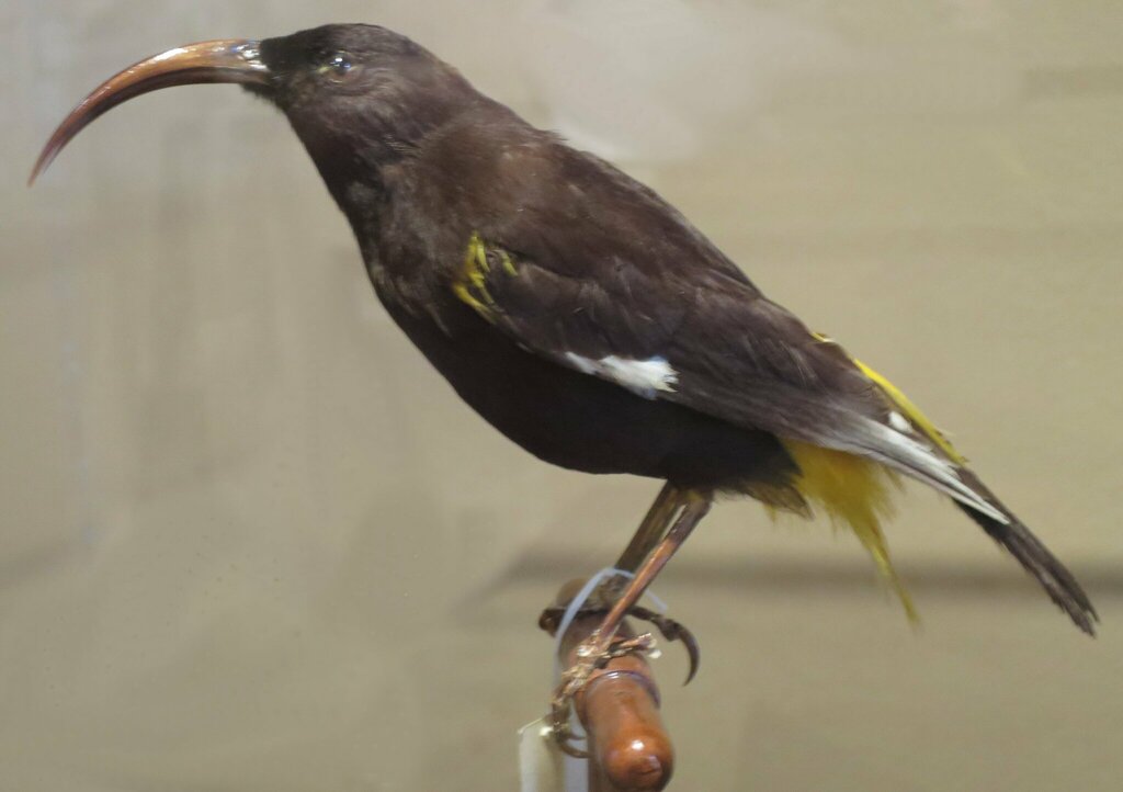 Hawaii Mamo (Drepanis pacifica)