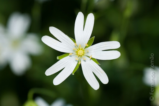 Rabelera