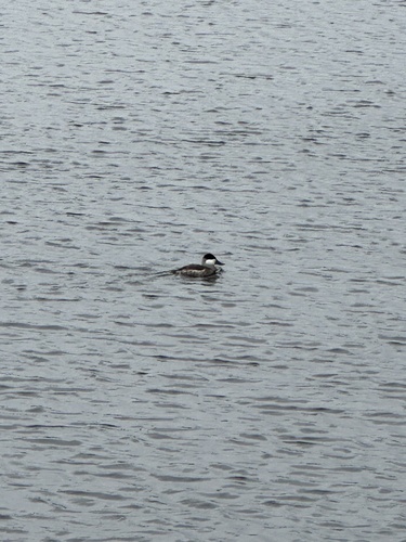 iNaturalist observation photo of Ruddy Duck