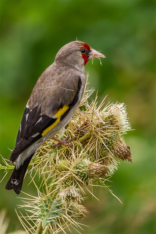 Carduelis carduelis caniceps