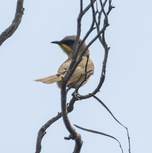 Purple-gaped Honeyeater (Lichenostomus cratitius), photo 10