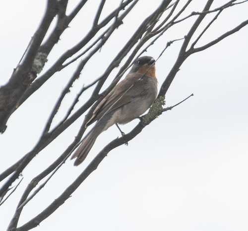 Gilbert's Whistler (Pachycephala inornata), photo 4