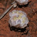 Actinobole uliginosum - Photo (c) Reiner Richter,  זכויות יוצרים חלקיות (CC BY-NC-SA), הועלה על ידי Reiner Richter