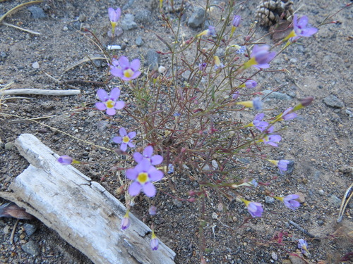 Image of Navarretia leptalea by (c) Garth Harwood, some rights reserved (CC BY)