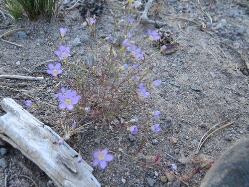 Image of Navarretia leptalea by (c) Garth Harwood, some rights reserved (CC BY)