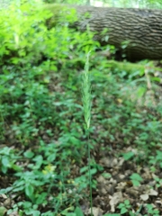 Hordelymus europaeus