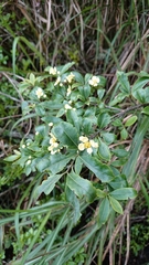 Euonymus carnosus