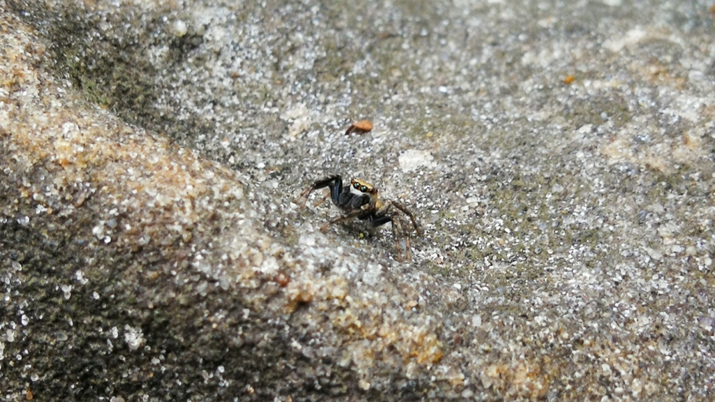 Tullgrenella guayapae