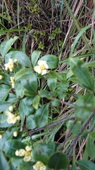 Euonymus carnosus