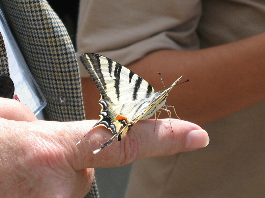 Scarce swallowtail (Iphiclides podalirius)