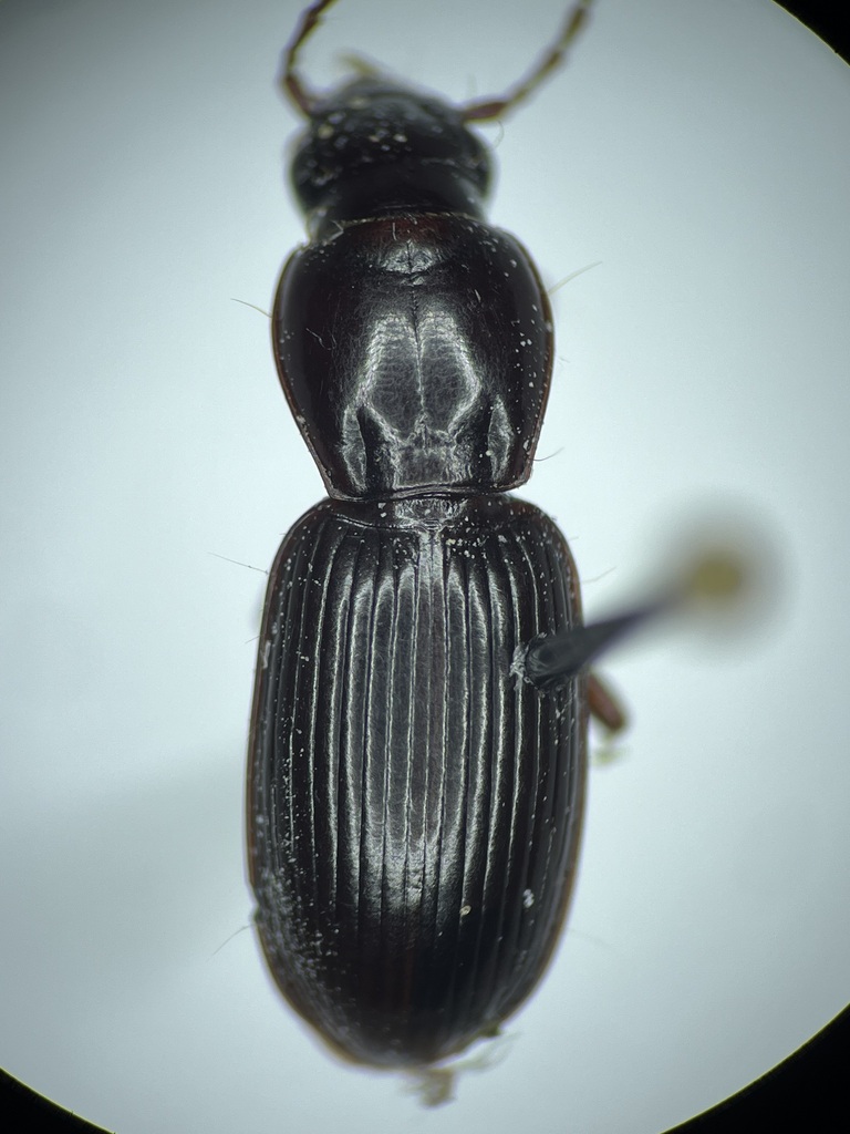 Pterostichus inanis