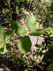 Cornus nuttallii