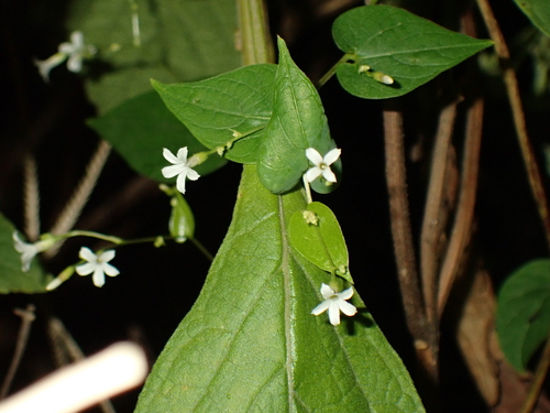 Dinetus racemosus, photograph 5