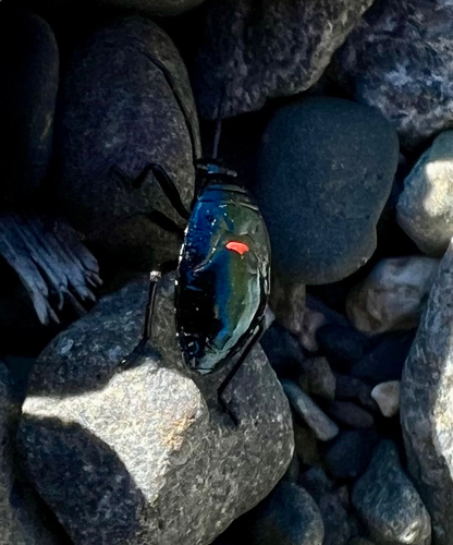 California Bordered Plant Bug photo 3