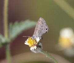 Theclinesthes miskini