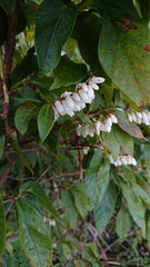 Lyonia ovalifolia