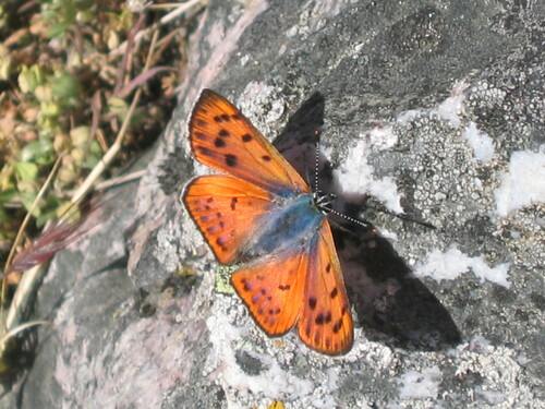 Purple-shot Copper, 3430 Carregal do Sal, Portugal, photo 9 of 10