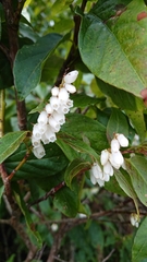Lyonia ovalifolia