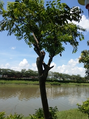 Diospyros kotoensis