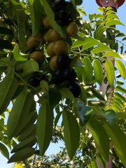 Diospyros kotoensis