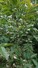 Lyonia ovalifolia